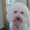 Bichon Frisé coupe ciseaux