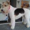 Milou, fox terrier toiletté en épilation
