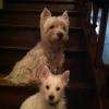 Myrtille et Happy Westy