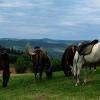 Les chevaux