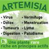 Lutte contre les cellules cancéreuses grâce à l’artemisinine
Soulage les troubles digestifs : coliques, diarrhées chroniques, douleurs viscérales, sensations de distension, flatulences.
Stimule la sécrétion du suc gastrique , favorisant ainsi l'appétit.
Puissant vermifuge : élimine les vers intestinaux.
L'artémisinine entre en réaction avec le fer, dans le corps, et forme un radical libre qui attaque les cellules. Les cellules cancéreuses ayant un fort taux de réplication, contiennent une plus forte concentration en fer, et sont donc l'objet d'une attaque cytotoxique plus forte. Ceci  explique la toxicité de cette molécule pour les cellules cancéreuses.
L’artemisia annua ou Armoise annuelle est complémentaire à la baie de goji, très riche en fer.