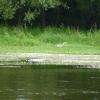 Un Héron Cendré.