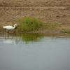 Une Aigrette Garzette.