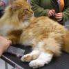  Freddy joli chat maincoon très affectueux 