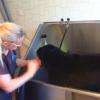 Angie, beauceron en bain + débourrage poils