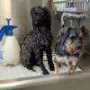 2 petites chiennes au bain