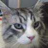Eureka chat maine coon en toilettage 