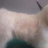 Fidjy bichon maltais démêlage + bain avec soins IV st bernard