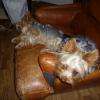 belles gueles beau chien