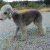 Lola ,Bedlington Terrier