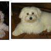 Bichon Maltais