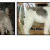 Fox terrier