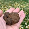 Récolte de la truffe noire du Berry, Ferme Berry 3 Sens, Moulins sur Yèvre