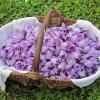 Récolte des fleurs pour le Safran, Ferme Berry 3 Sens, Moulins sur Yèvre