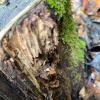 termites