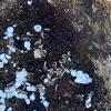 termites
