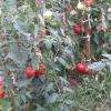 tomates bio de mon jardin 2017..biodynamie
