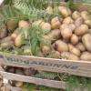 patates du jardin bio recolte 2017
