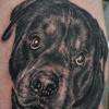 tatouage chien par stephane bueno tatoueur studio black corner tattoo valence