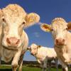 La Charcuterie chez Christophe L, à Beaumont de Lomagne (8), propose uniquement des viandes d'éleveurs producteurs de la région
