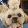 La belle Ines, shih tzu