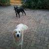 Joy golden & Zilli américain staffordshire terrier