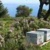 Installés à Bormes les Mimosas, nous y produisons du miel de maquis et d'arbousier. Nous transhumons nos abeilles pour réaliser les miels de lavande, garrigue, thym, montagne...