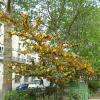 Arbre inconnu pour moi...:)
