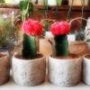 Vente de plantes d'intérieur, de cactus, de plantes d'extérieur à Brin de Paille, Toulouse, Haute-Garonne (31)