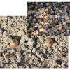 Plantation de bulbes de crocus sativus