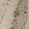 Plantation de bulbes de crocus sativus 