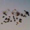 Bstaero  anti mouche ,anti insectes bio, action par debuscation très très efficace