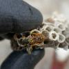 Bugsbusters - Service de destruction de nids de guêpes et frelons, Désinsectisation et désinfection : punaises de lit, blattes, puces de parquet, psoques, cafards..., Dératisation (rats, souris, rongeurs), Démoustication pour particuliers et professionnels, dans le Bas-Rhin.