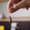 Bugsbusters - Service de destruction de nids de guêpes et frelons, Désinsectisation et désinfection : punaises de lit, blattes, puces de parquet, psoques, cafards..., Dératisation (rats, souris, rongeurs), Démoustication pour particuliers et professionnels, dans le Bas-Rhin.