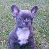 Chiot Bouledogue Français Bleu
