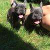 Chiots Bouledogues Français Bleues