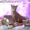 chiot Shiba Inu
