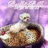 Chiot Bichon Maltais