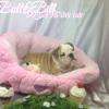 Chiot Bulldog Anglais