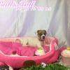 Chiot Jack Russel Terrier