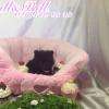 Chiot Spitz Nain Noir