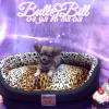 Chiot Chihuahua Poils Longs