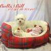 Chiot Bichon Maltais