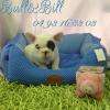 Bouledogue Français