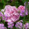 rose centifolia dans le Jardin  parfumé de la Bulle à parfums (parfumerie Jura)