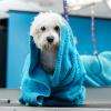 Votre chien propre et beau