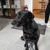 Un patient chien attend son tour, Cabinet Vétérinaire des Sources, Evaux les Bains (23)