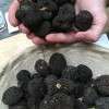 arrivage de truffes fraîches " melanosporum ", un merveilleux parfum .. du bonheur 