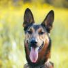 Camille Dubois Photographe animalier chien à Tours