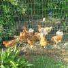 Les poules du camping ! :)